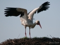 066_Biebrza - kwiecien 2011